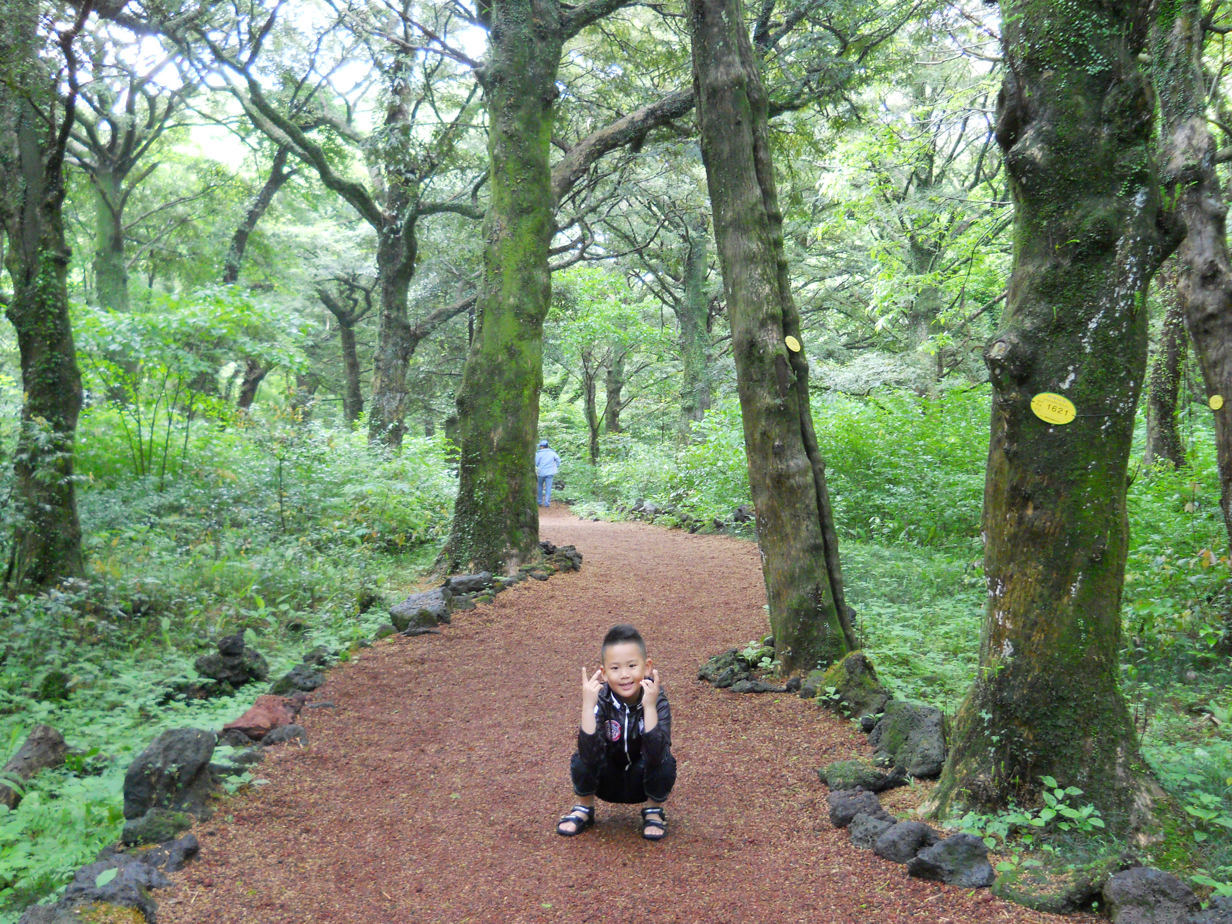 비자림(Bijarim Forest)