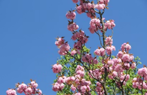 지옥철 피하고 멘탈 지키는 법! 여의도 봄꽃축제 기간 우회 도로 및 주차장, 버스 노선 총정리