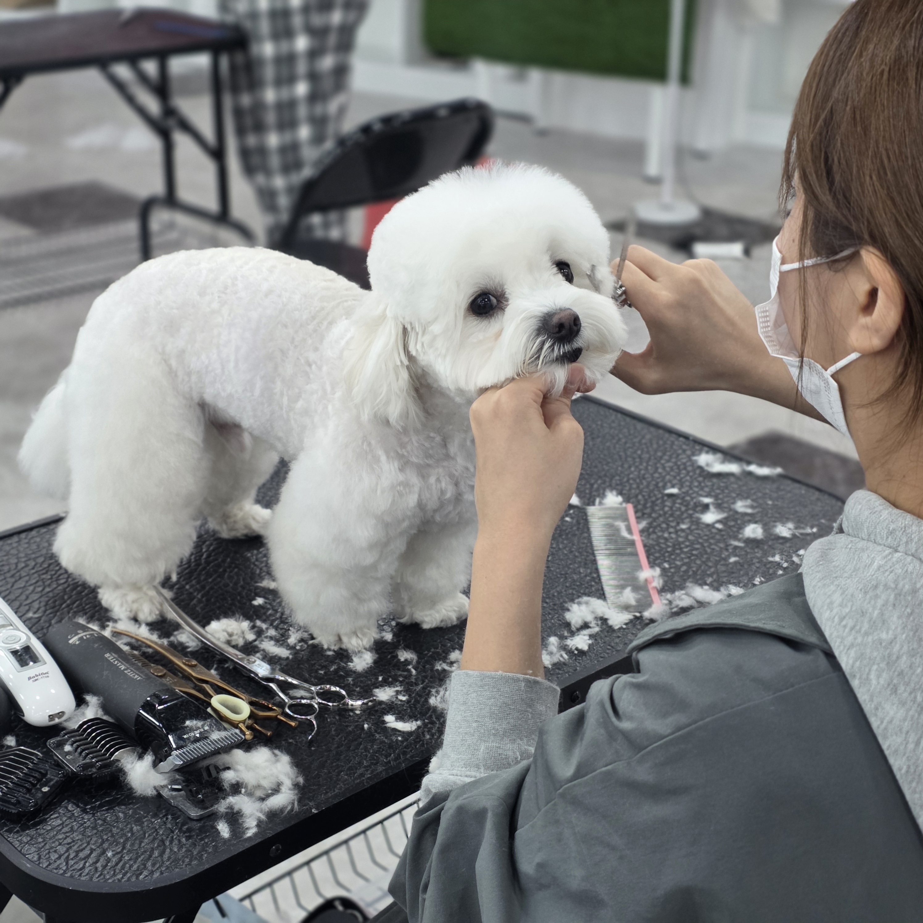 병점애견미용학원