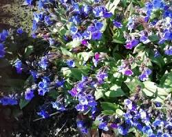 풀모나리아 이미지 사진