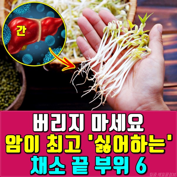 간암 콩나물꼬리 효능, 위암 유방암 대장암 예방, 암이 최고 싫어하는 채소 끝 부위, 건강, 팁줌 매일꿀정보