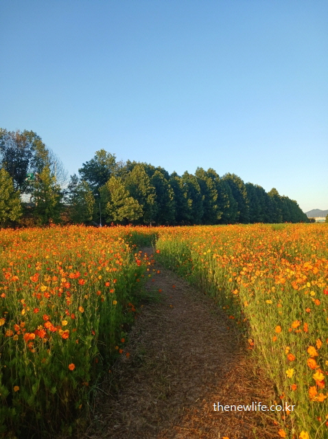 구리 한강시민공원 코스모스 사이로 이어진 흙길과 가로수 풍경