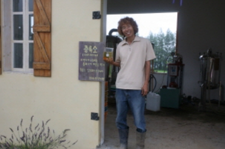 하늬팜 라벤더축제 개화상황