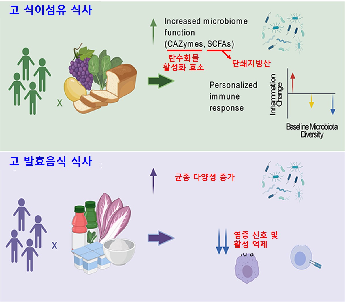 효소