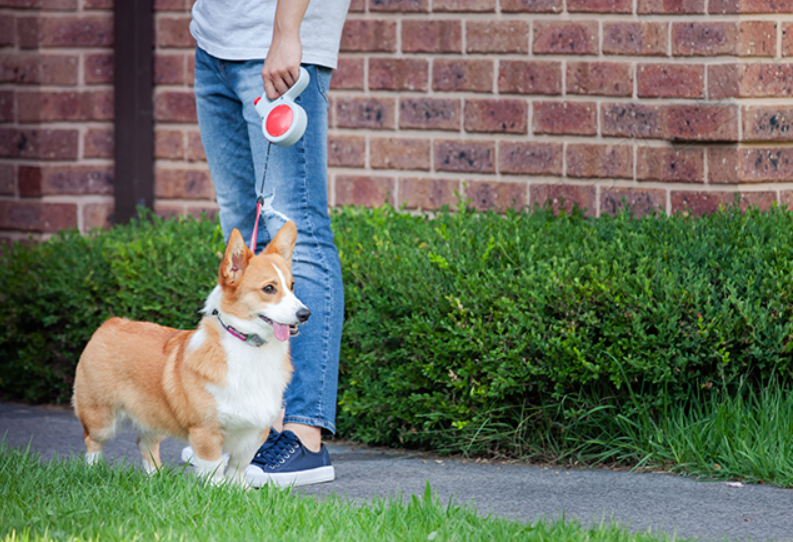 반려견 유기 입양 정책