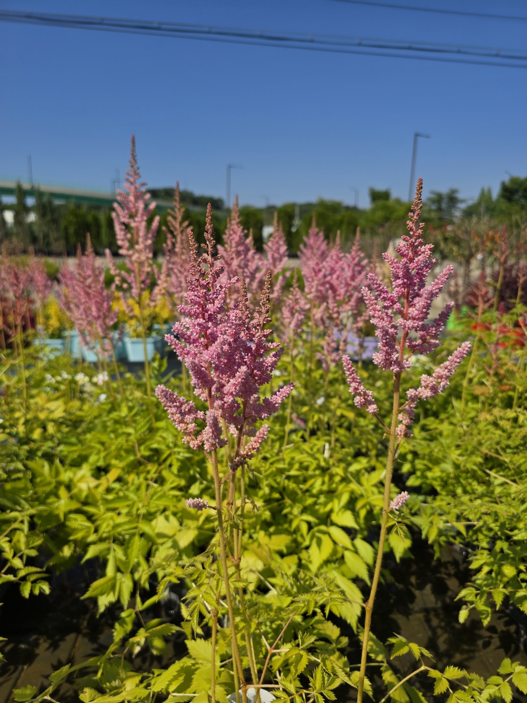 수국&amp;#44;장미&amp;#44;등등 예쁜꽃종류도 많아요