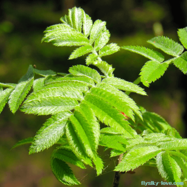 사포닌 성분이 함유된 마가목 잎