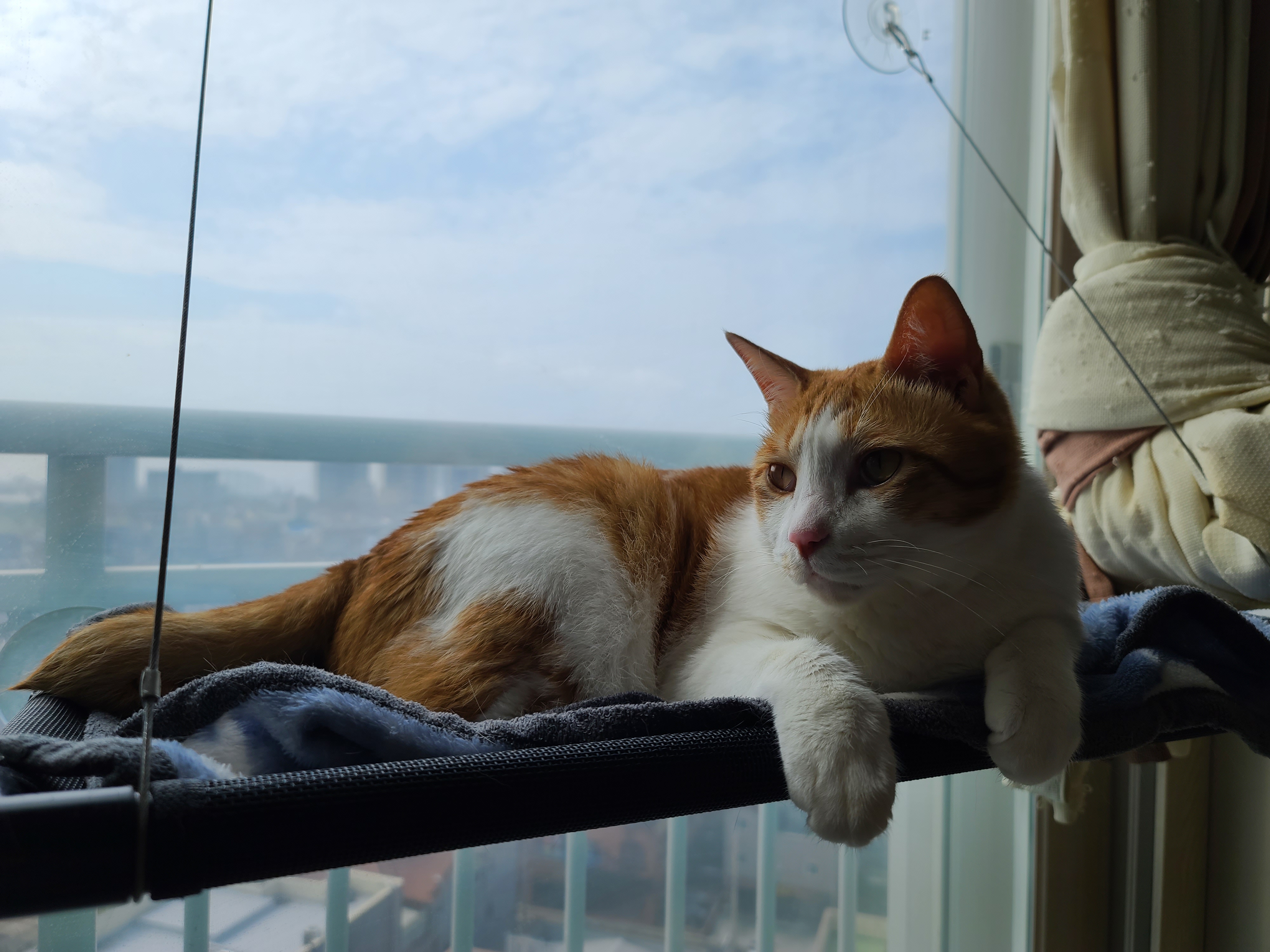 조심성 많고 소심한 막둥이의 캣볼 탐험기!! 결국 막둥이는...