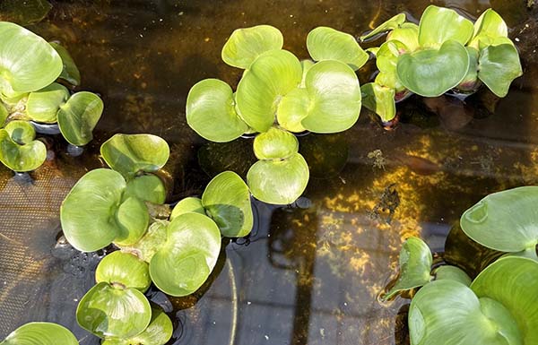 부레옥잠-워터 히아신스