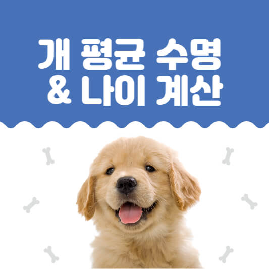 개-수명과-나이-계산법-썸네일