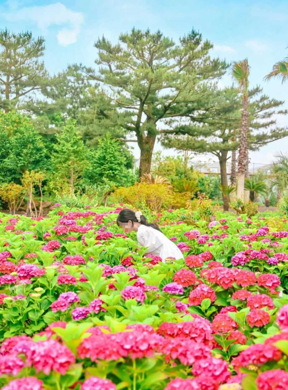 휴애리 수국축제