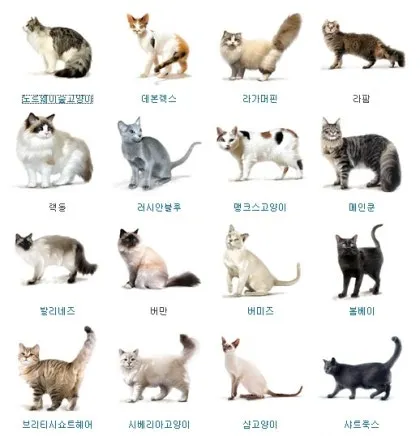 고양이 수명 평균 품종별 집고양이_2