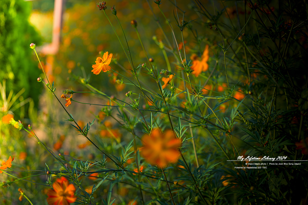 코스모스 가을 증평 농업기술센터