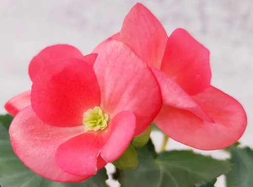 겨울 꽃 베고니아