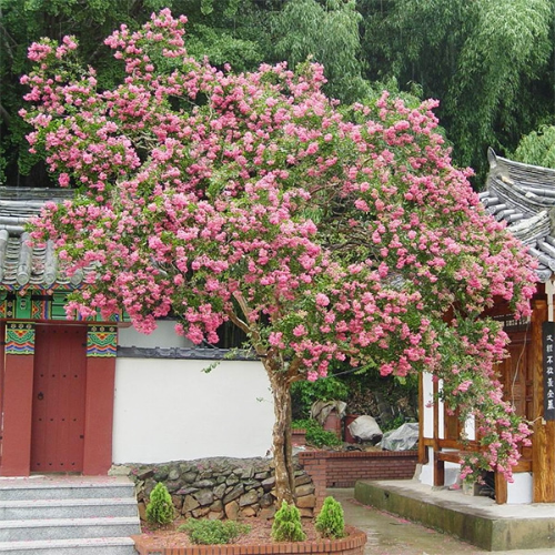 [정원수목]소형 정원에 딱 맞는 포인트 수목 추천 리스트