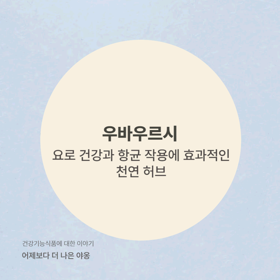 우바우르시(Uva Ursi) 추출물의 효능! 요로 건강과 항균 작용에 도움될까?