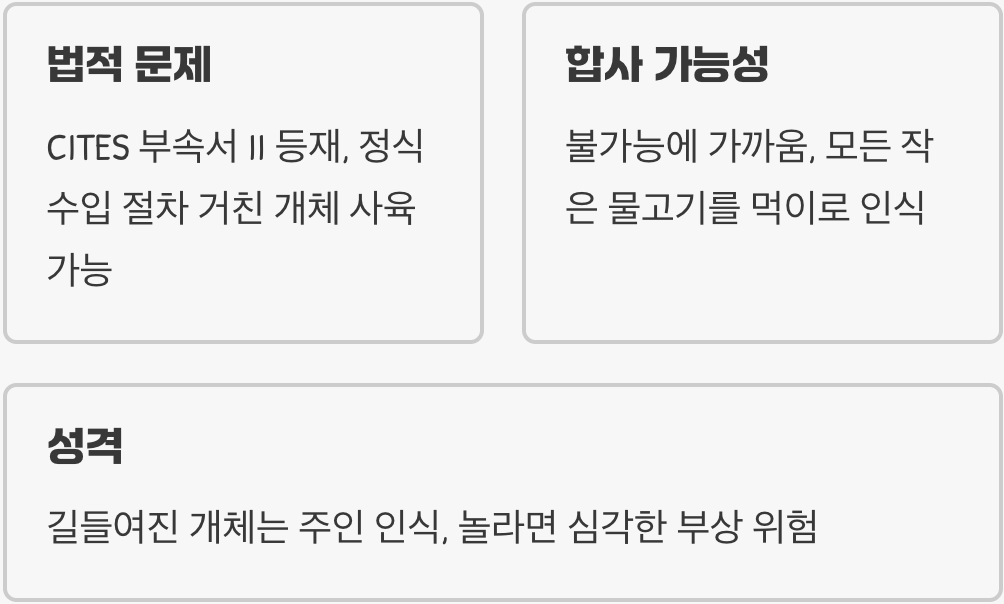 살아있는 화석 피라루쿠 키우기 A to Z (어항&amp;#44; 먹이&amp;#44; 수질 관리 완벽 가이드)