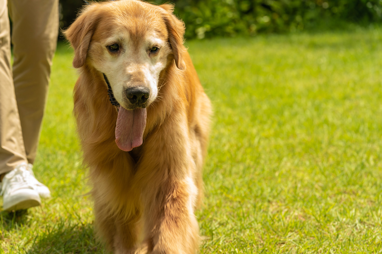 영화 멍뭉이 정보 ott 등장인물 줄거리 후기 