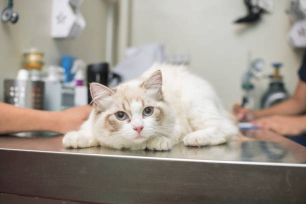 고양이가 스트레스를 받을 때 보이는 신호