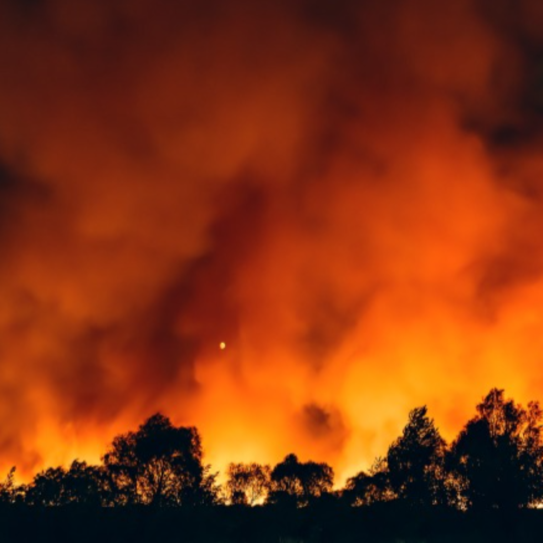 산불 현황 실시간 확인 방법 CCTV로 경로까지 한눈에5