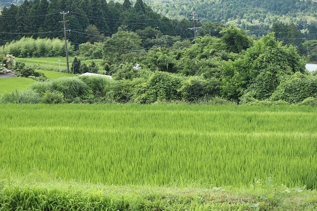 사계절의 균형이 무너진 서울의 이야기