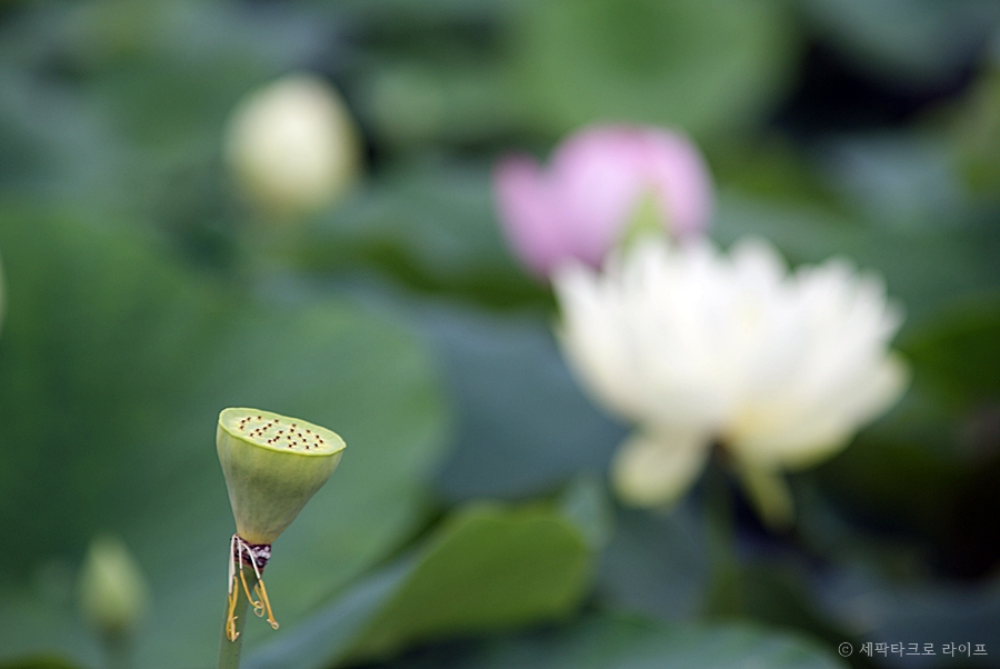 철마연꽃