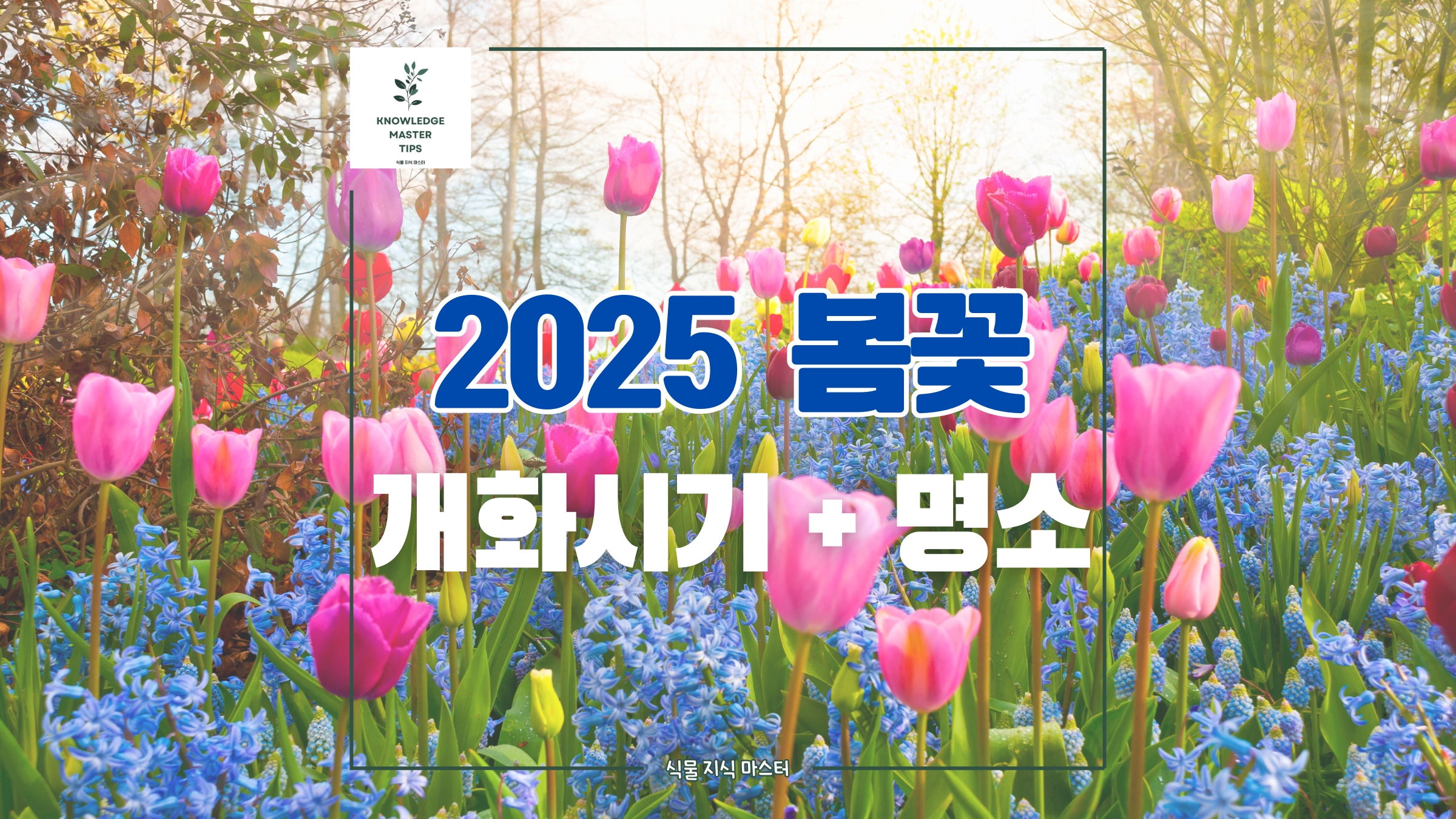 2025 봄꽃 개화시기와 명소 가이드