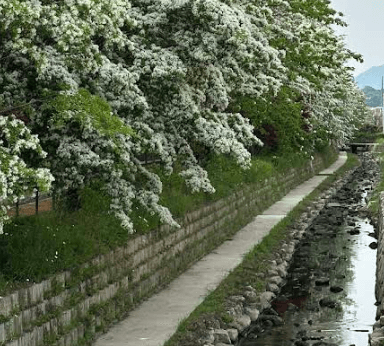 전주 이팝나무 철길 산책