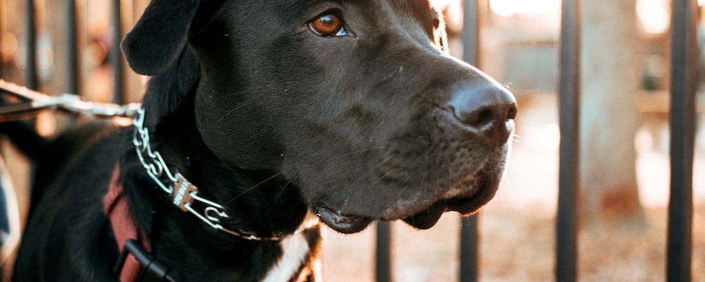 강아지 처음 목욕시키는 방법 14