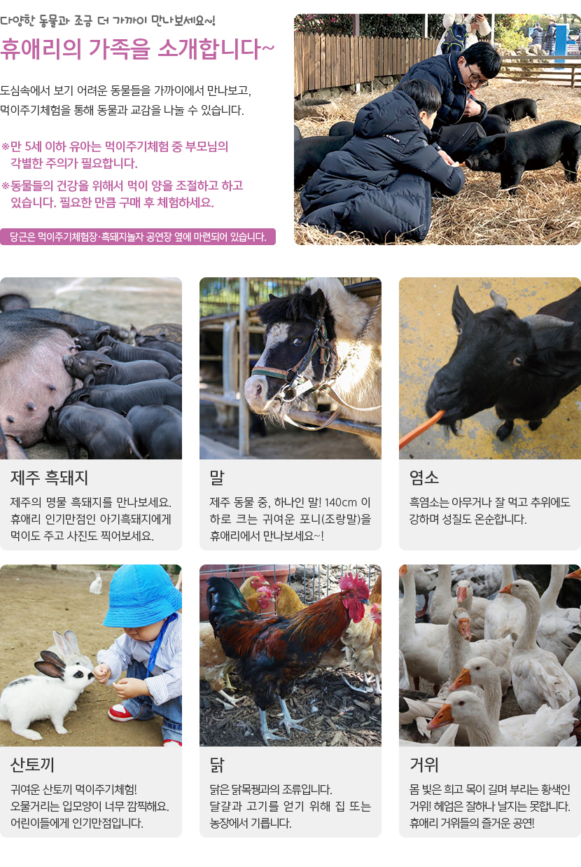 휴애리 여름 수국축제