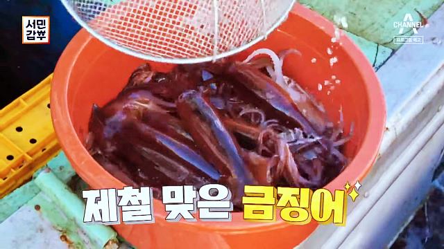 서민갑부-경북-영덕-반건조-오징어-갑부-마른오징어