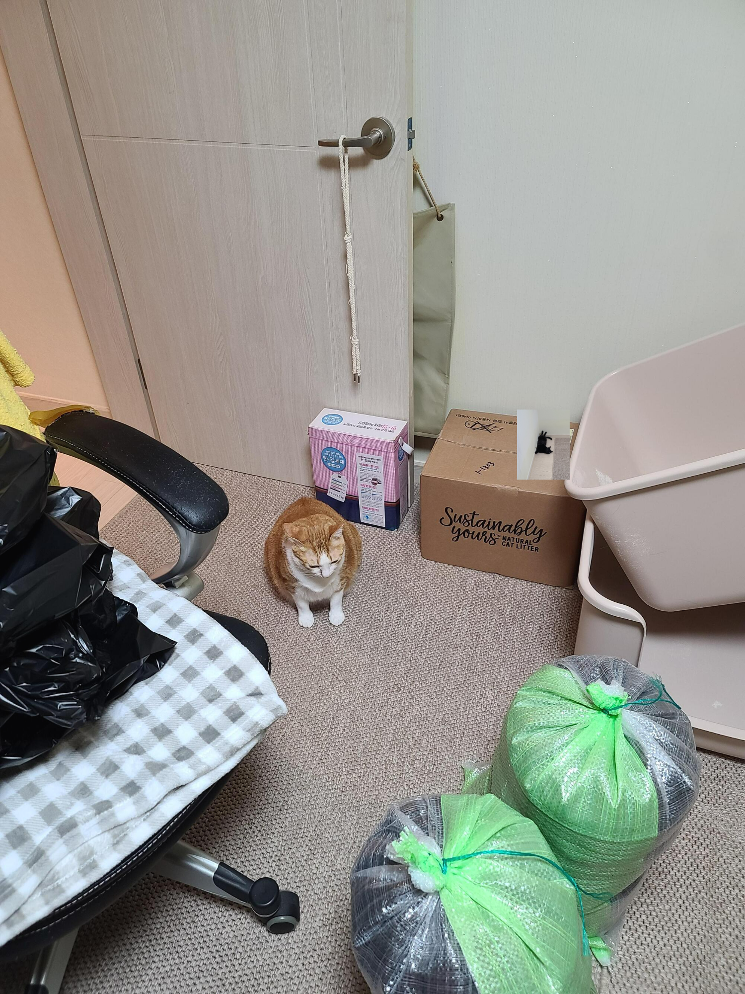 고양이 화장실 모래 전체갈이. 