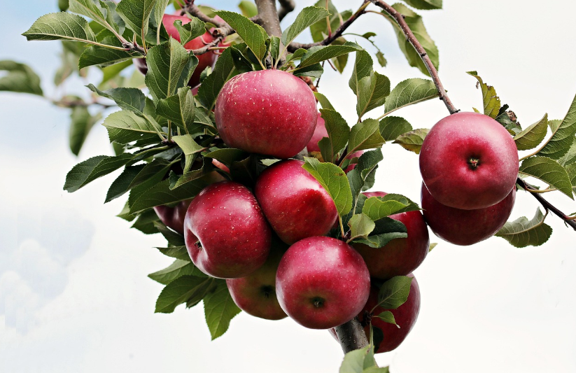 아침 사과 한 알의 기적: 장을 청소하는 펙틴의 힘과 올바른 섭취법