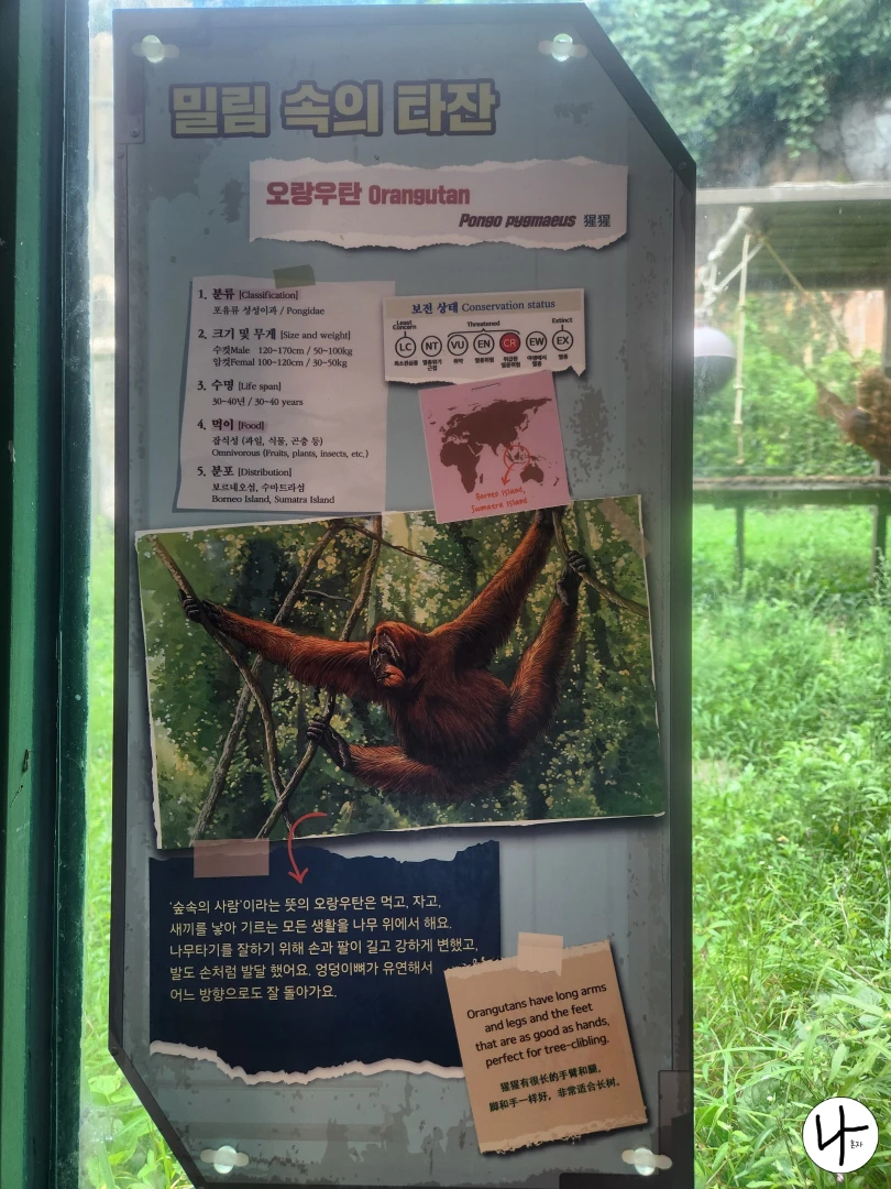 오랑우탄-키-몸무게-서식지-정보