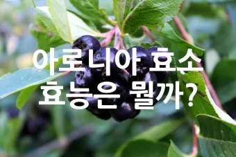 아로니아 효소만드는법과 효능효과 부작용 꽃 엑기스 활용법_19
