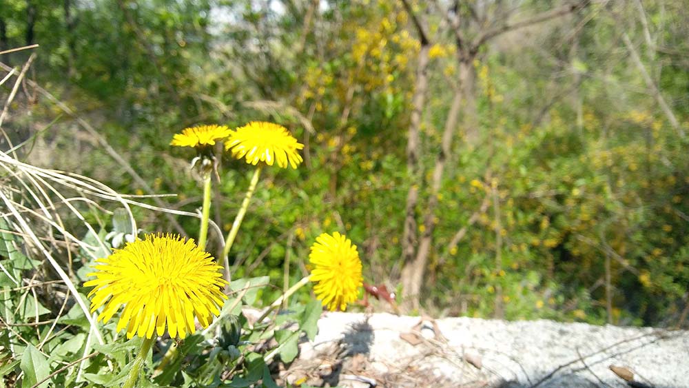 서울둘레길 4코스 대모산·우면산 민들레