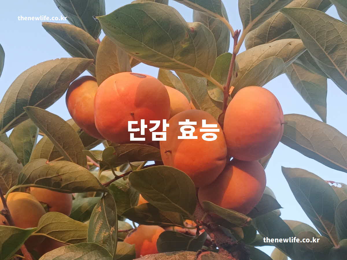 단감 효능 대표 실사진