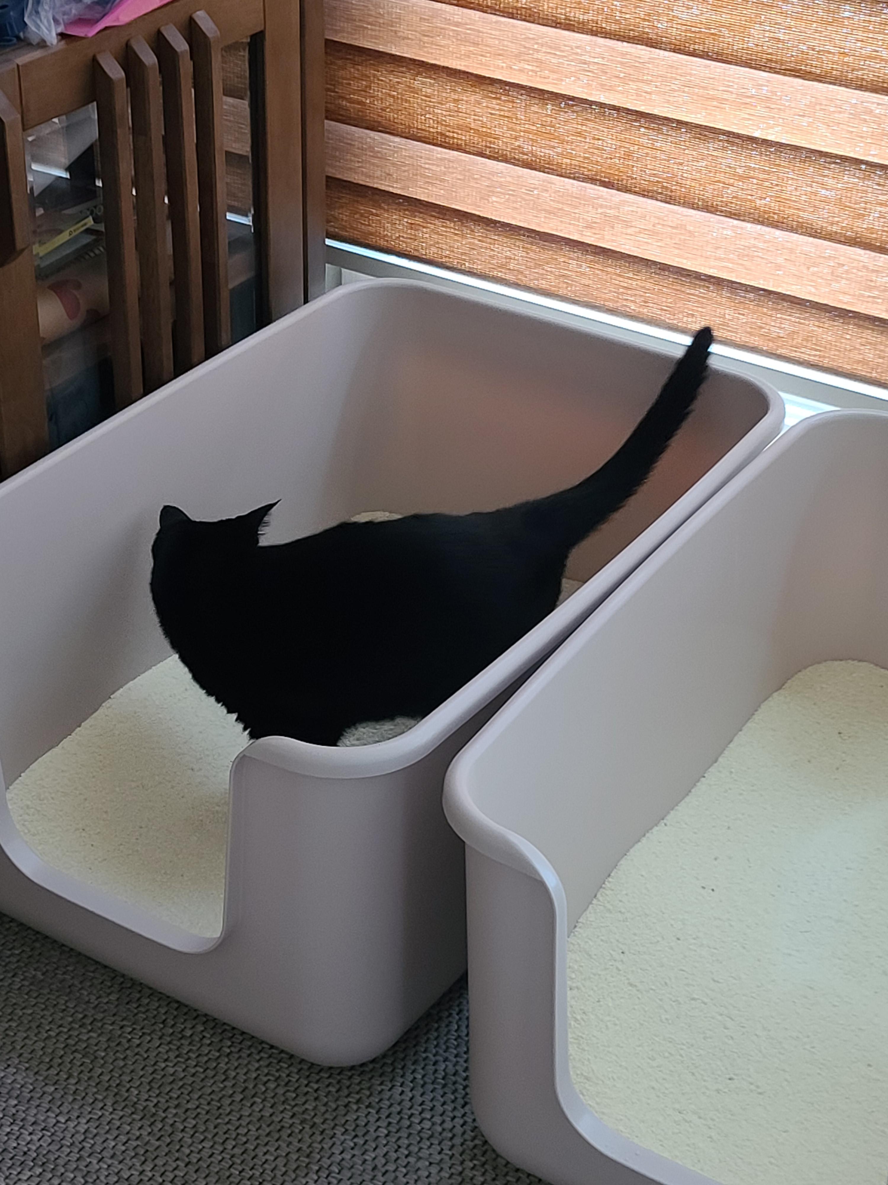 때가 되었다! 아이들 화장실 모래 전체갈이 한날.