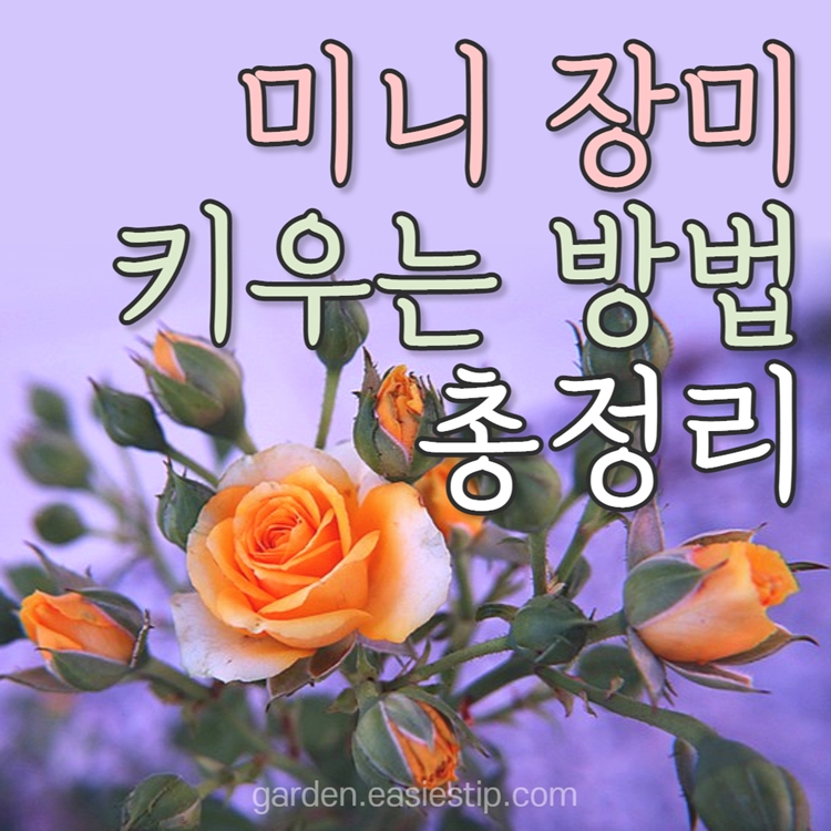미니장미 키우기