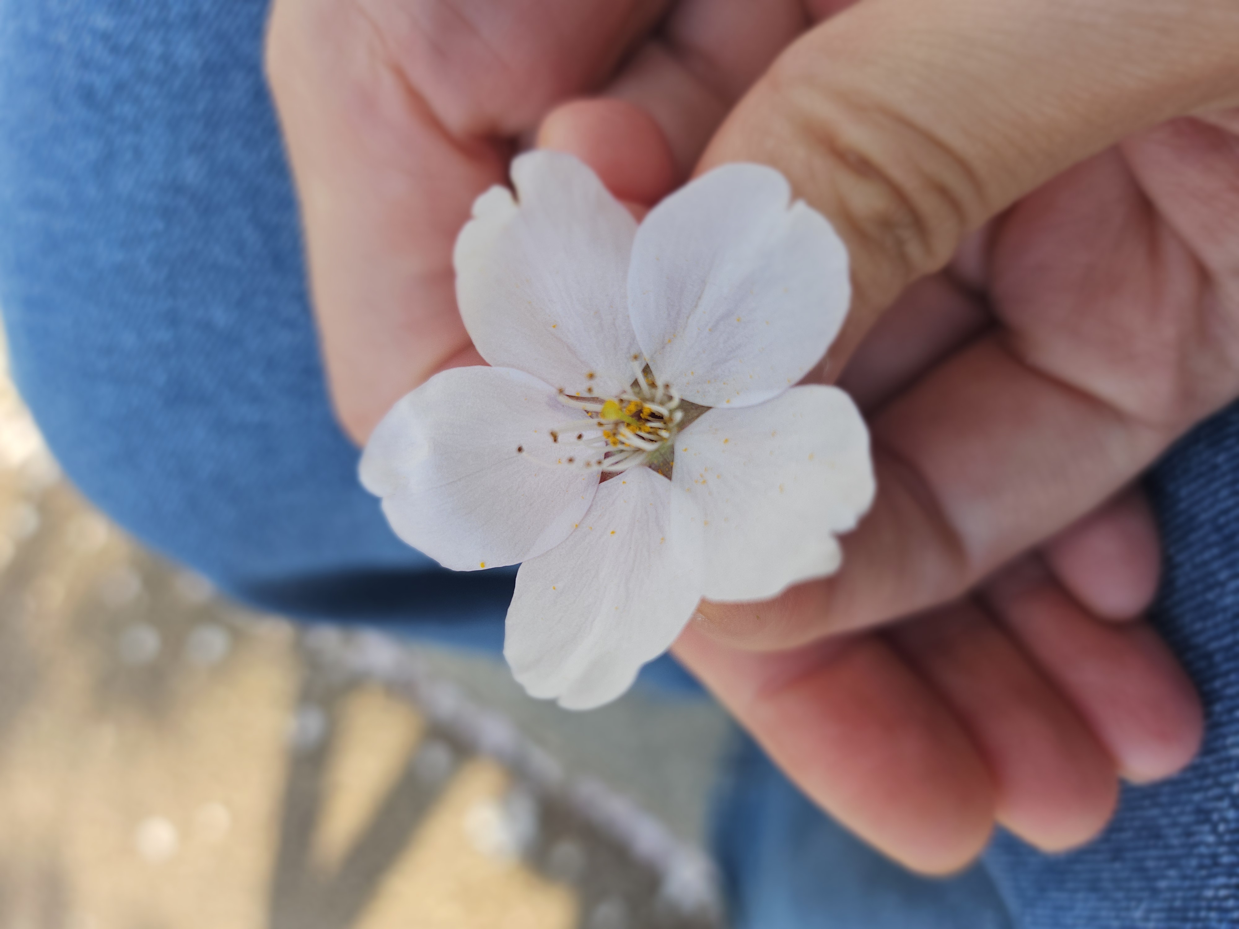 벚꽃