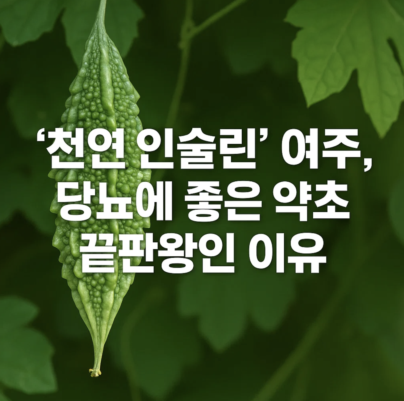 '천연 인슐린' 여주, 당뇨에 좋은 약초 끝판왕인 이유