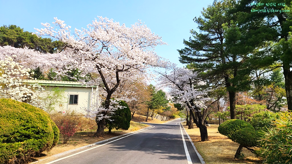 국립현충원-벚꽃명소