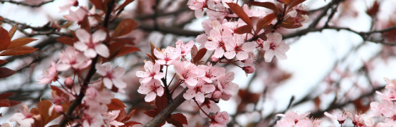 2025 진해 군항제 일정 및 벚꽃 축제