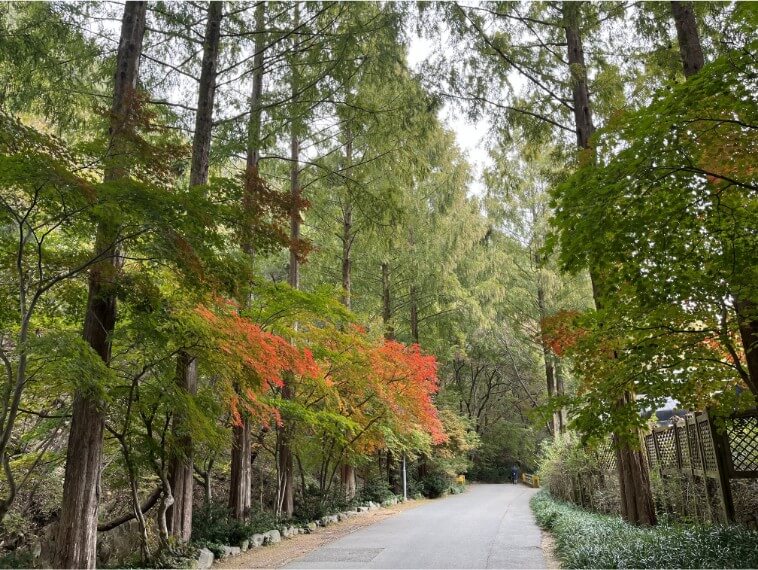 장태산자연휴양림 산책로