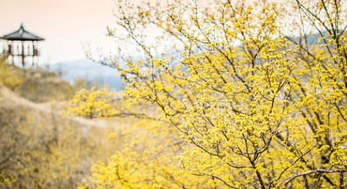 구례 산수유축제