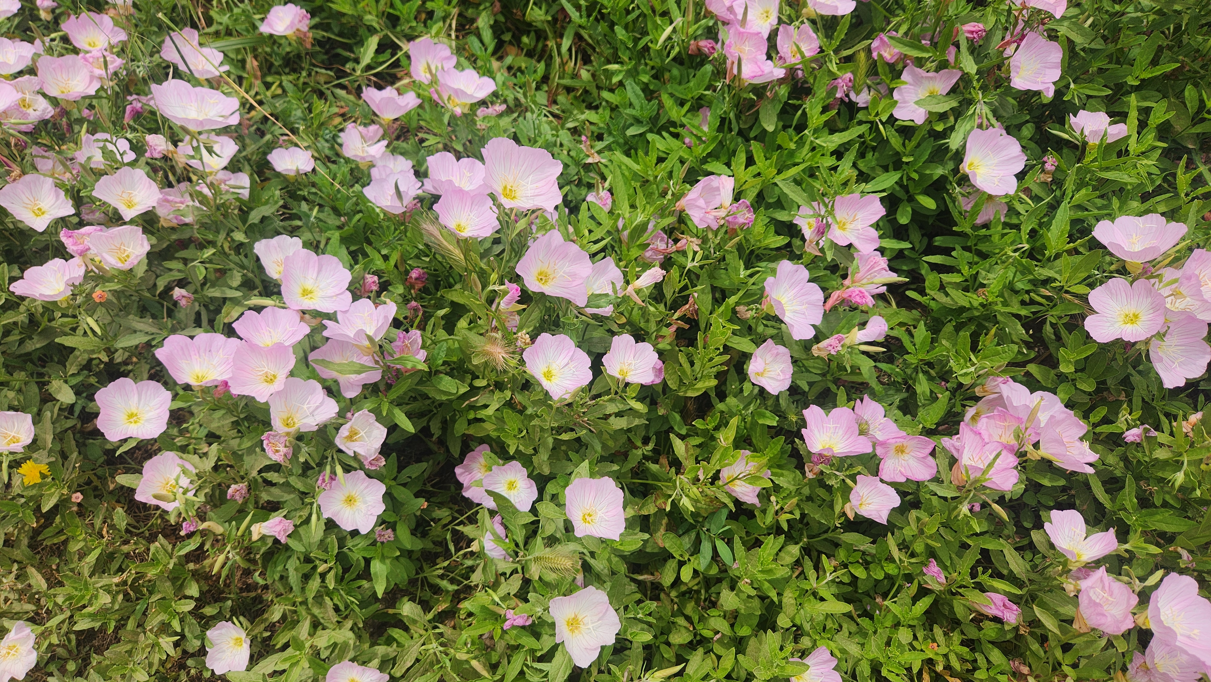 핑크 프림로즈 (Pink Evening Primrose / Oenothera speciosa)