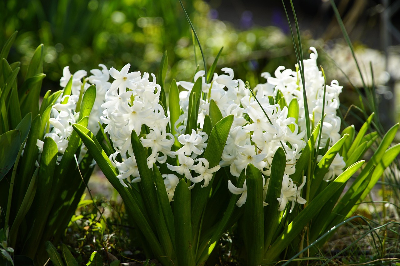 히아신스 아로마에센셜오일 효능과 레시피7가지 활요법