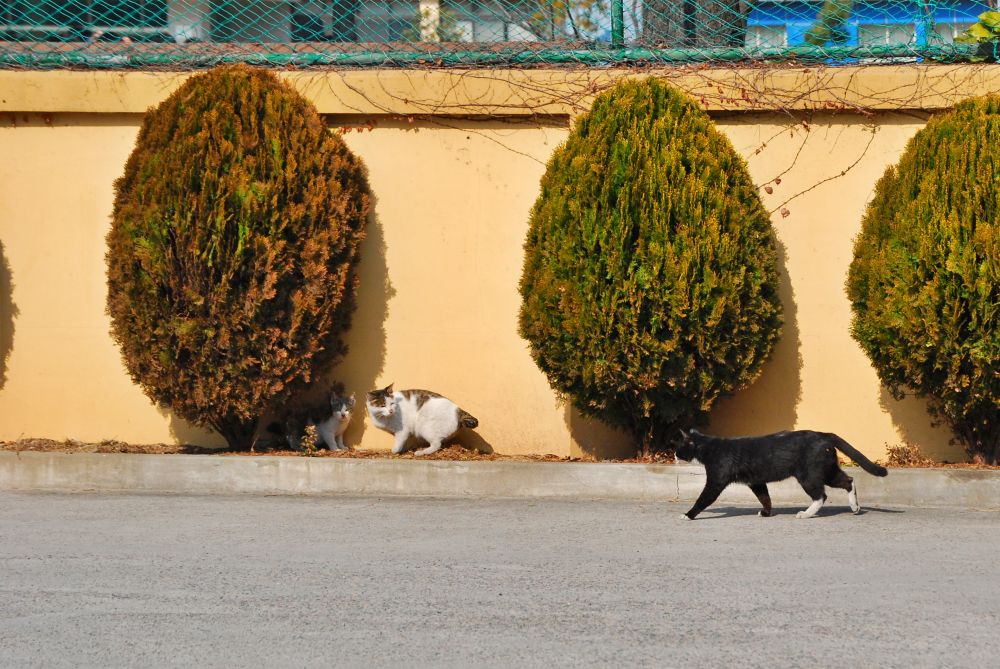 겨울 화단 위에서 햇빛을 받는 고양이 모자
