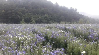 도라지 재배 종자 처리 배수 관리 굵게 키우기_2