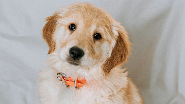 주황색 목줄을 한 강아지